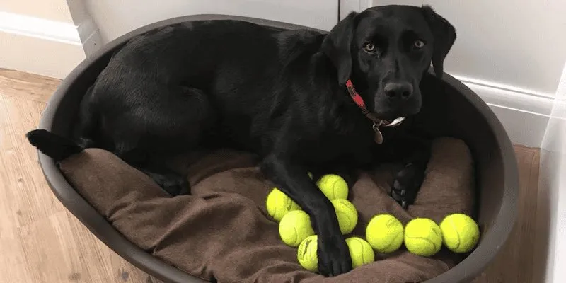 Lola the black labrador in her bed with tennis balls