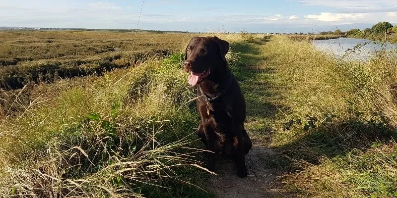 Rolo the chocolate labrador on a sea wall path